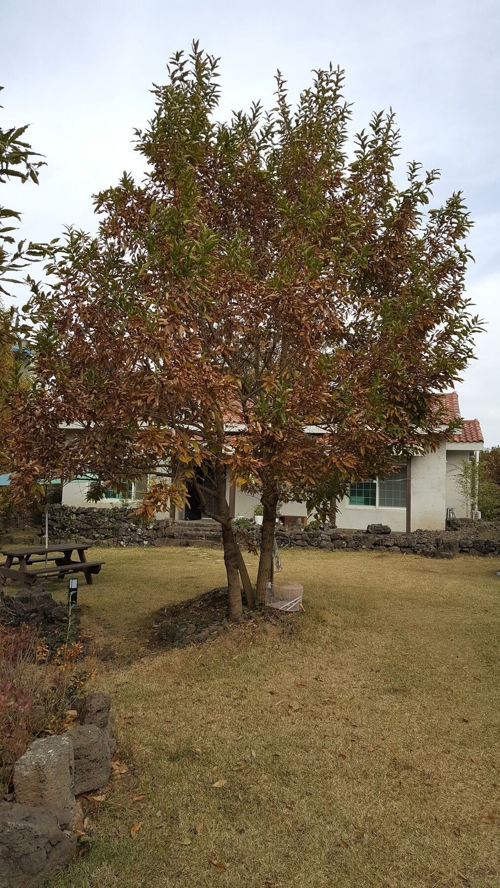 Villa Supgol Private House Jeju Exterior foto